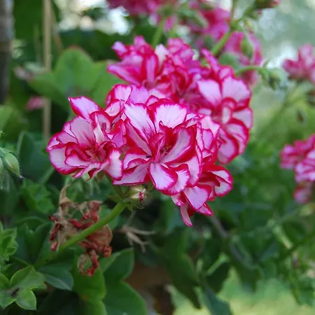 Campo Contile * קיאנצ'נו טרמה