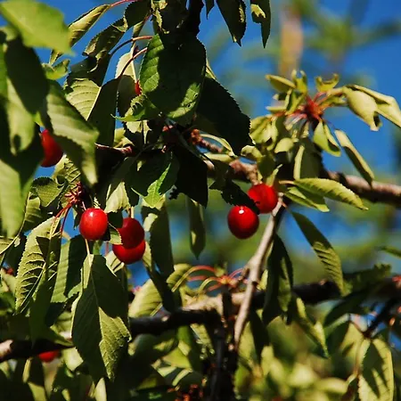 Campo Contile Farm stay Chianciano Terme
